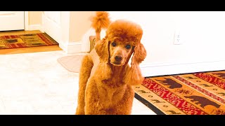 Dog Training Communication, Ruby Poodle: Talking Dog Asks Mom About Training With Friend | FluentPet
