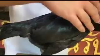 betina import from mr teelek .daughter Pitbull redceglong