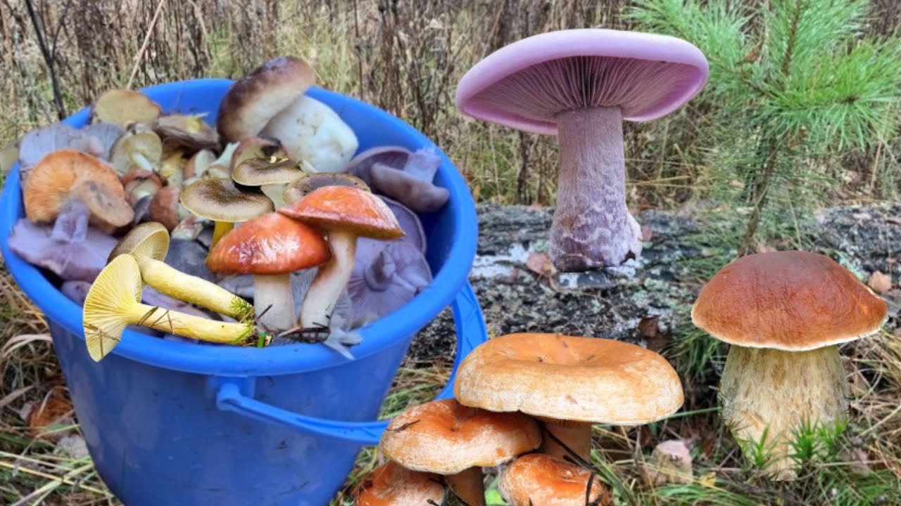 Їстівні Гриби у Листопаді🍄Шалене Різноманіття