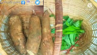 ١٦ يونيو ٢٠٢١ #cassava فوائد نبات الكاسافا التابيوكاالبفرة  المنيهوت دقيق خالي غلوتين