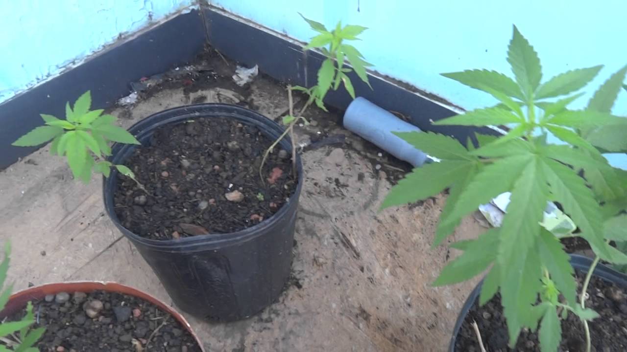 #1 - Cannabis Sativa/indica plantas 06/07/2016