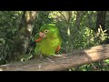 В ПАРКЕ ПТИЦ в ФОС-ДУ-ИГУАСУ (Parque das Aves, Foz do Iguaçu, Brazil)