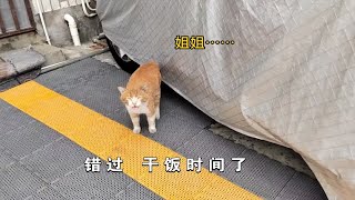 干饭王话唠橘猫黄黄记性超好居然还会错过饭点需要提醒后就改