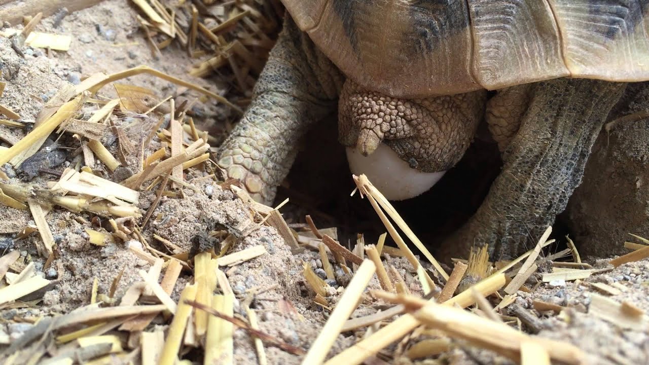 Hermanns Tortoise Nesting