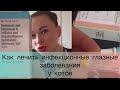 ИНФЕКЦИИ У КОТОВ / ВИРУСНАЯ ИНФЕКЦИЯ У КОТА / КОШАЧИЙ ВИРУС / БОЛЕЗНИ КОШЕК