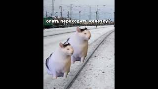 мой типичный день кота