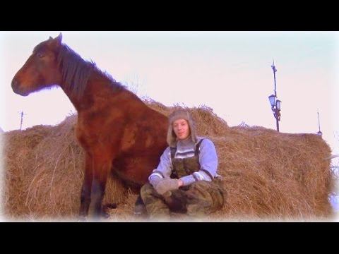 Natural Horsemanship, или Мягкие методики в работе с лошадьми