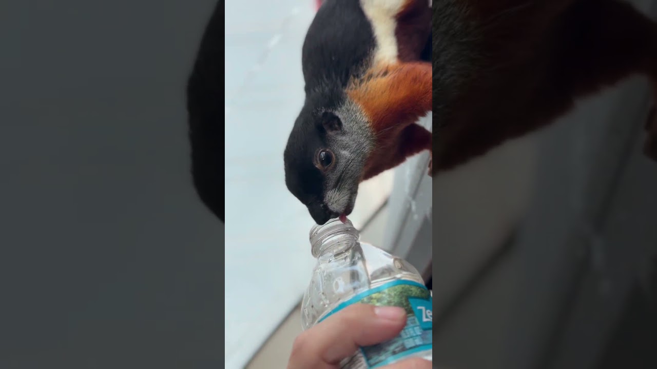 No Drink is Safe With TreeO Around! 