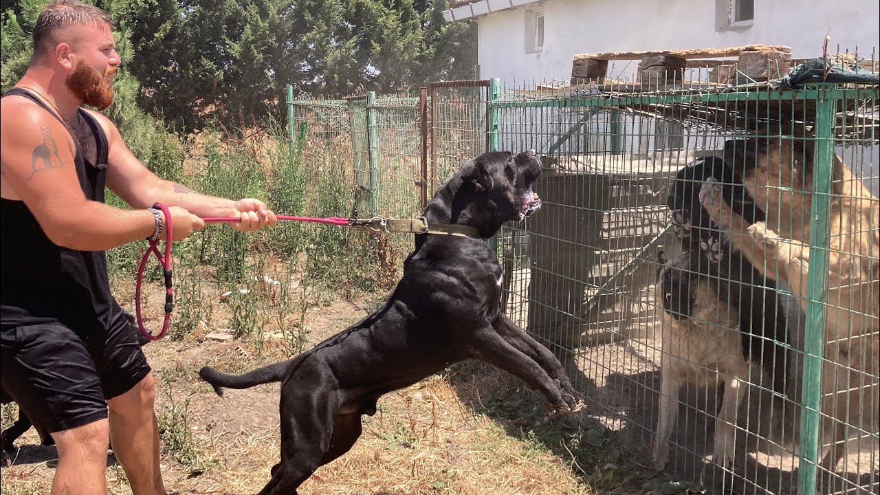 Кане Корсо Гектор сошёл с ума: порвал цепь и напал на всех!