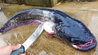 「ビワコオオナマズ」をさばいたらお腹の中が衝撃だった！！！