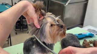 CUTEST Yorkie haircut ever 😍 Ponytail & tipped ears transformation