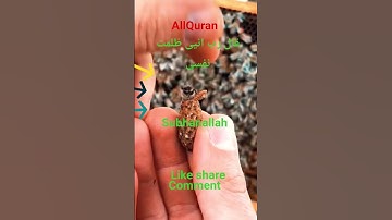 #القران_الكريم #تلاوه_خاشعه #قال رب انیی ظلمت نفسی #المصحف #foryou
