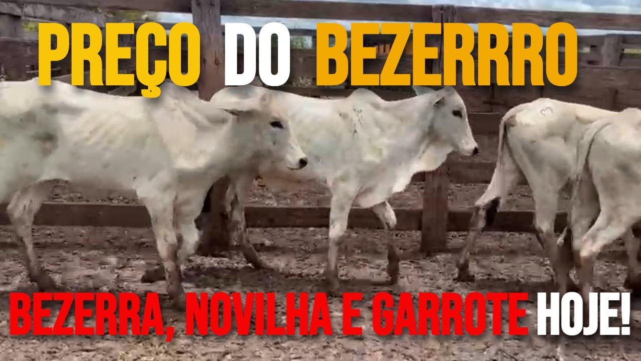 Preço do BEZERRO, BEZERRA, NOVILHA e GARROTE atualizado 