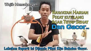 TIPS.. RAWATAN HARIAN PIKAT KUTILANG AGAR SELALU SEHAT DAN GACOR..