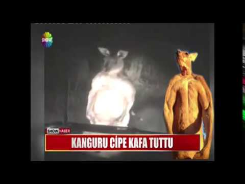 Kanguru cipe kafa tuttu