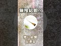 メダカや金魚の赤ちゃんに与える活餌に「ゾウリムシ」が最強最適である理由 #Shorts