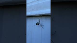 Garden Spider