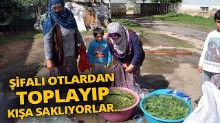Sofraların Vazgeçilmezi Cağ Bitkisine Büyük İlgi