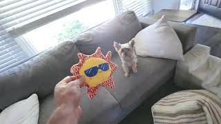 Yorkie by Gracie Yorkie Puppy Dog 319 views 1 year ago 3 minutes, 5 seconds