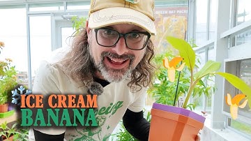 Transplanting Rare Banana in Greenhouse | Will It Actually Fruit?