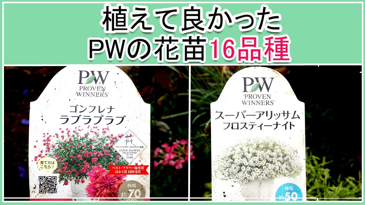 ＊花苗について＊ 自分で植える】奥田園芸さんのブルービオラ花苗セット（福岡発送