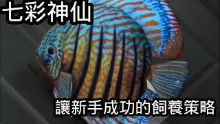 七彩神仙難養嗎? 新手應當採取什麼策略較容易飼養成功? 熱帶魚之王 (中)