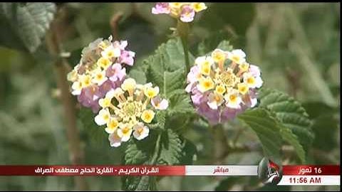 سورة الأنبياء "الآية 83 وما بعدها" - الحاج مصطفى الصرّاف "21 شوّال 1438 هـ"