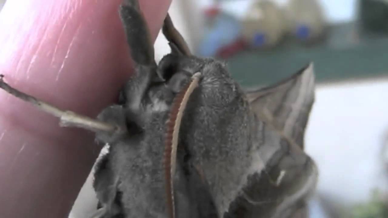 The Poplar Hawk-moth Laothoe populi