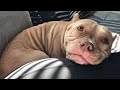 Cutest Dogs Of TikTok To Start Your Week