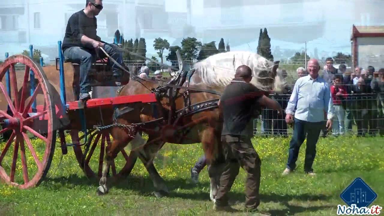 59° FIERA DEL BESTIAME MADONNA DI COSTANTINOPOLI. Noha 22 Aprile 2012