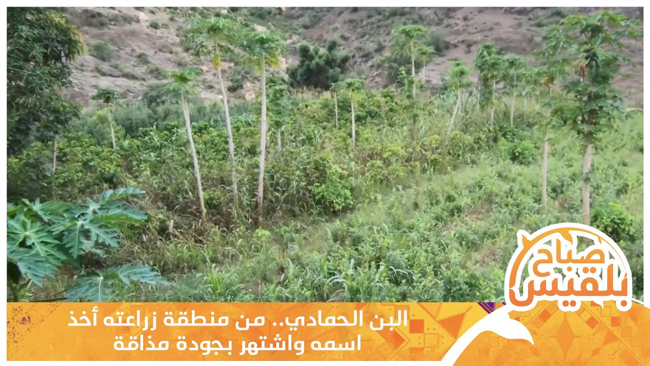 البن الحمادي.. من منطقة زراعته أخذ اسمه واشتهر بجودة مذاقة | تقرير: سمية القواس