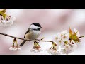 Relaxing Birdsong & Piano, Reduces Anxiety,Fatique,Sleep,Escape Work Stress