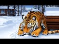 ЭКСПЕРТНОЕ МНЕНИЕ | Этюд в тигровых тонах: как хищник стал героем таёжного детектива