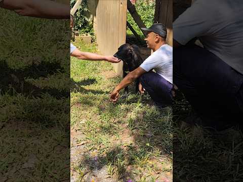 Dolores sendo encaminhada ao seu novo lar #filabrasileiro #cachorro #pets @chacaradosfilas6647