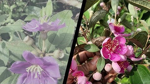 Cách phân biệt hoa sim rừng với hoa mua