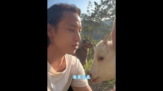 Really worried my heart #Shepherd Prince #Little Lamb #My Country Life