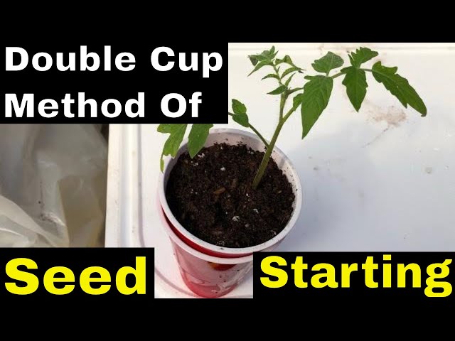 The Double Cup Method to Start Seeds 