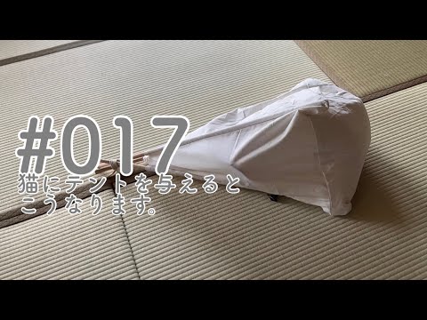 猫にテントを与えないでください。【20230423】