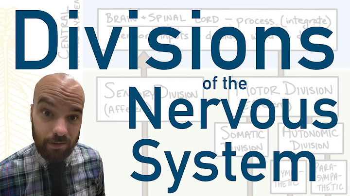 What are the two main divisions of the nervous system