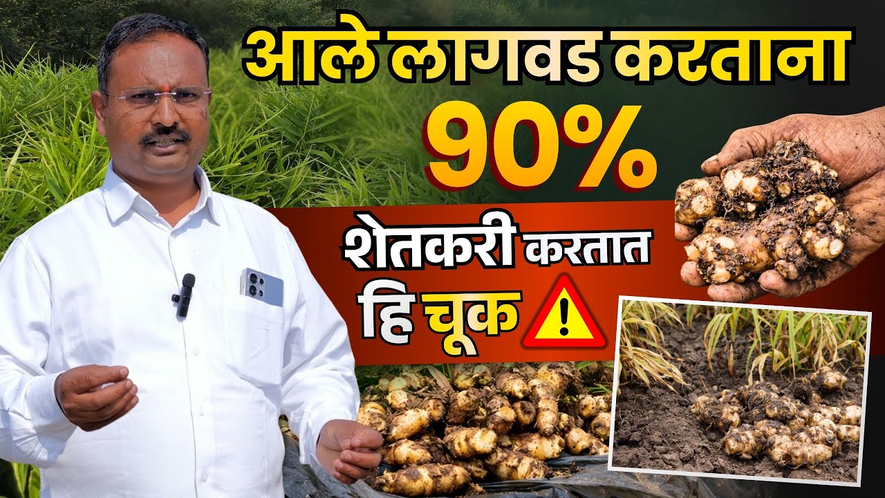 आले लागवड करतांना 90% शेतकरी करतात ही चूक!