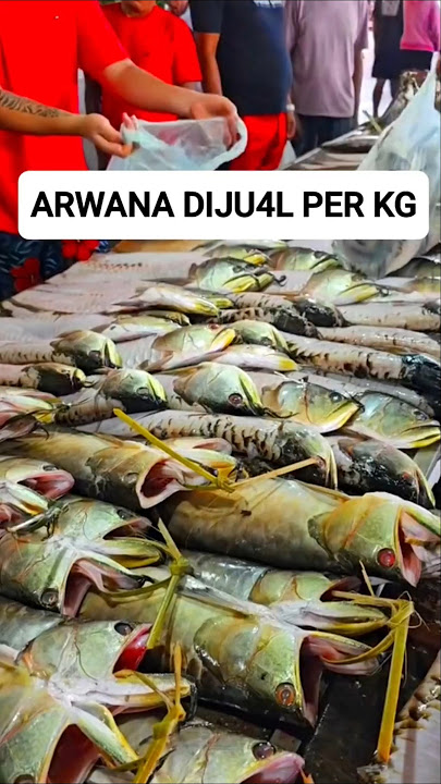 arowana fish consumption market #arwana #animals
