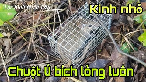 Bẫy chuột theo cặp bờ kinh nhỏ khi trời mưa nước nhập hết đường mòn rất nhiều