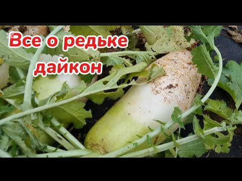 Про редьку дайкон #жизньвюжнойкорее #жизньвдеревне #редька - YouTube