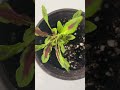 Колеусы из своих семян удивили