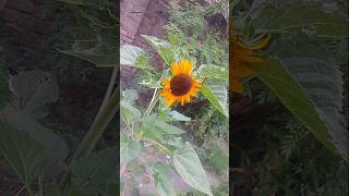 natural phool surajmukhi ka ☘️🌾❤️ hindi songs 👍 New reels #yosho #youtubeshorts #woodwork #warzone
