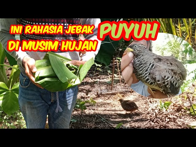 TERBUKTI INILAH RAHASIA JEBAK BURUNG PUYUH DI MUSIM HUJAN LANGSUNG DAPAT @Kohenk class=