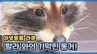야생동물 라쿤 '랄라'와의 기막힌 동거! MBN 210909 방송