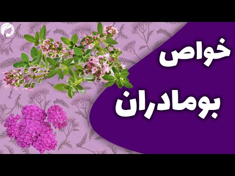 خواص بومادران جادویی و مقدار مصرف گیاه بومادران