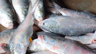 Famous Jaws | Final Face-Off With the Shark in 4K Ultra HD and nature. Wealth