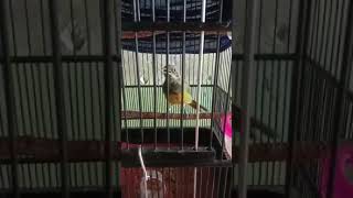 Download Lagu MASTERAN SADIS!!!!CUNGKOK ROLL SPEED PANJANG!! MP3